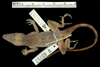 Media type: image;   Herpetology R-156207 Aspect: dorsal